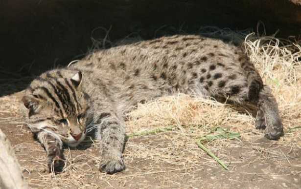 Gatto viverrino immagini 