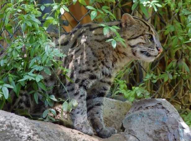 Gatto viverrino immagini 