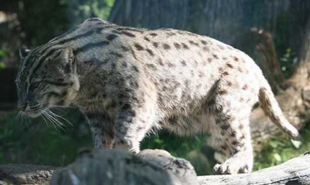 Gatto viverrino: caratteristiche