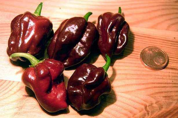 Habanero: proprietà Habanero: proprietà