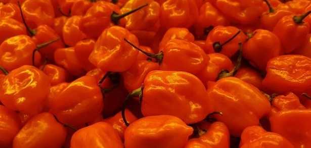 Habanero arancio Habanero arancio