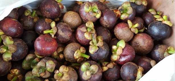 Mangostano: proprietà Mangostano: proprietà