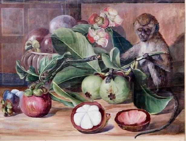 Mangostano per dimagrire