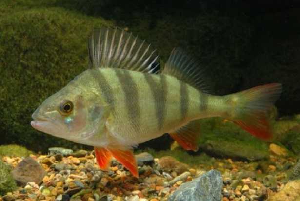 Pesce persico africano in padella 