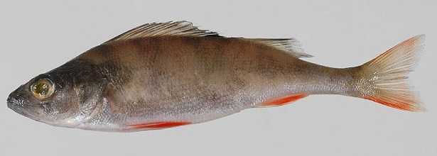 Pesce persico africano