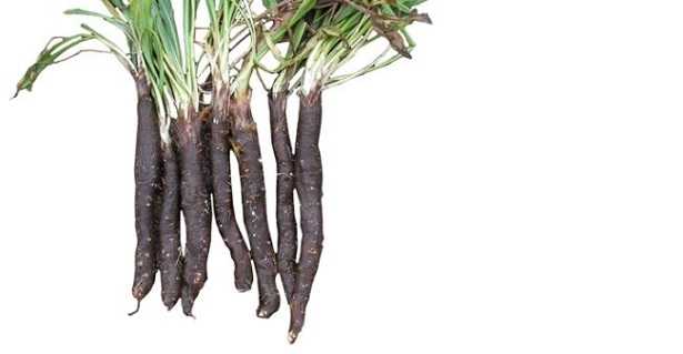 Scorzonera: ricette 