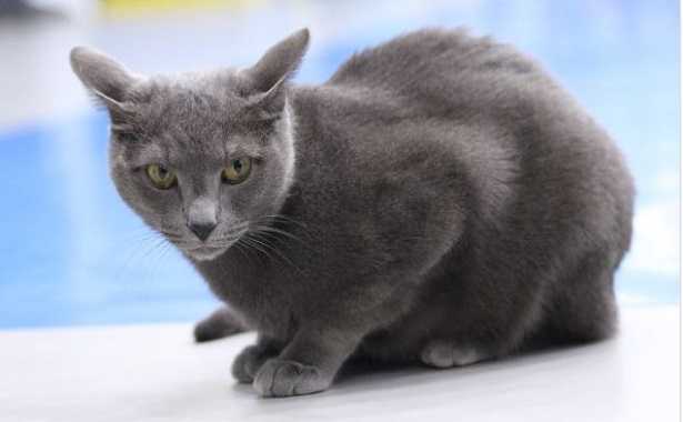 Gatti più costosi Blu di Russia