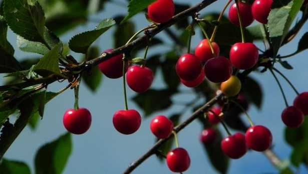 Noccioli di ciliegia da bere Noccioli di ciliegia da bere