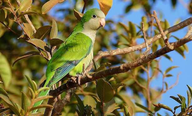 Parrocchetto monaco alimentazione