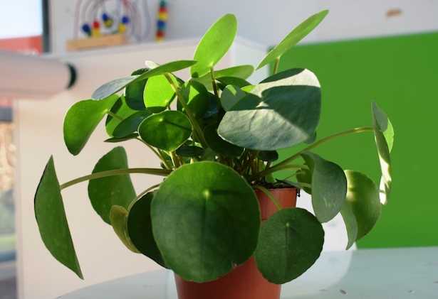 Pilea peperomioides