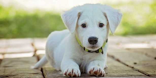 Salviettine per cani