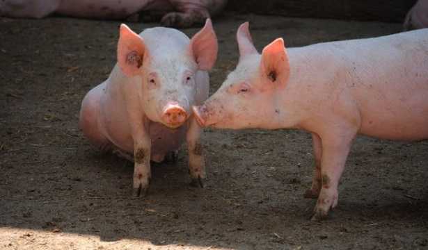 Allevamento di maiali allo stato brado 