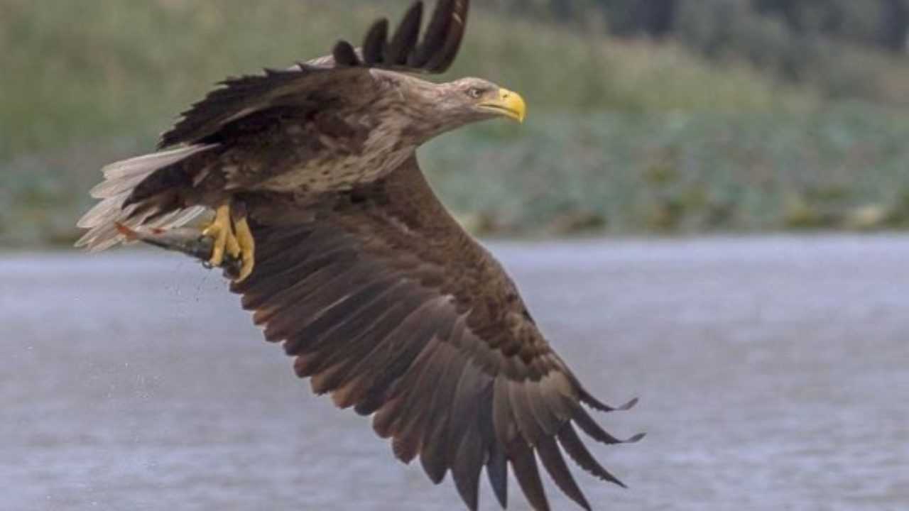 Aquila Di Mare Idee Green