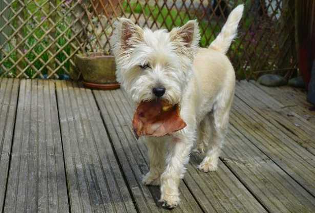 Calcolatore BARF: a cosa serve