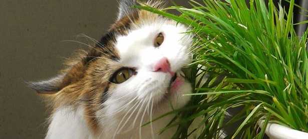 Calcolatore BARF: gatto 