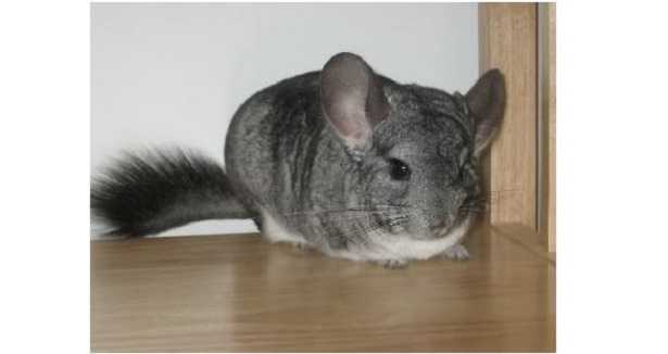 Cincillà cosa mangia 