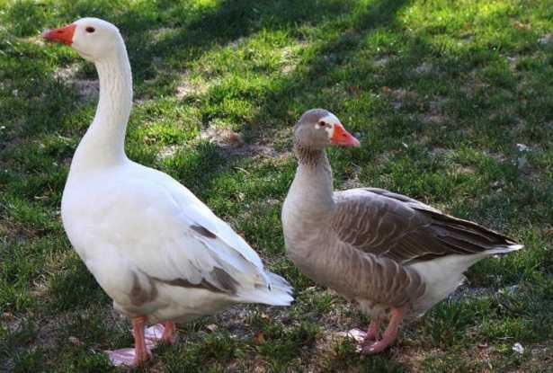 Come allevare le oche consigli 