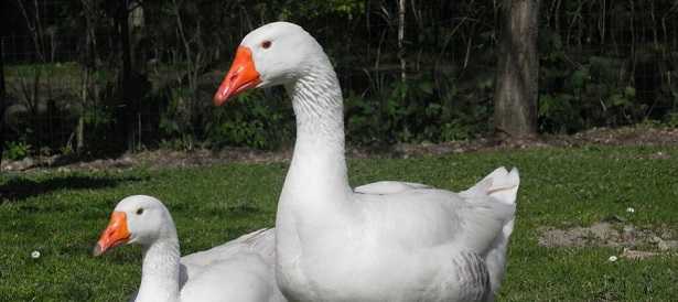 come allevare le oche