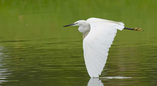 egretta bianca