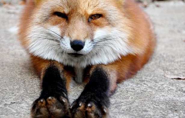 Etologia: significato