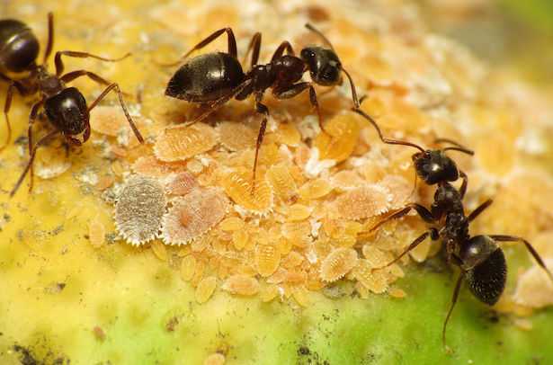 Rimedi naturali contro le formiche nell