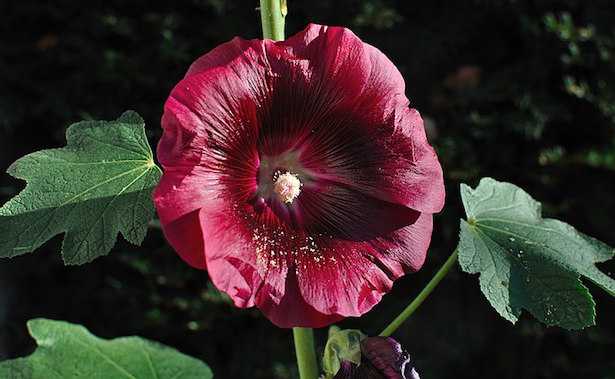 malvarosa pianta fiore