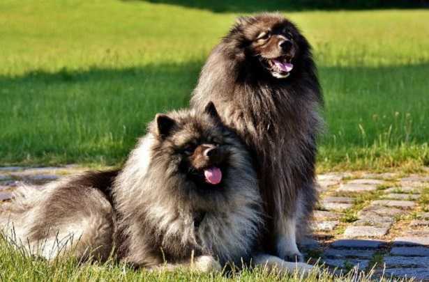 Olio di salmone: effetti collaterali