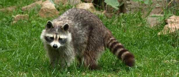 Orsetti lavatori: caratteristiche