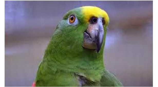 pappagallo animale domestico pappagallo animale domestico