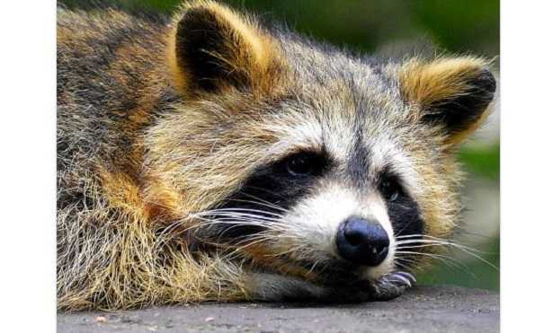 Procione: alimentazione Procione: alimentazione