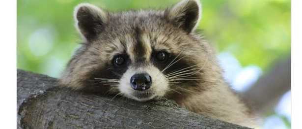 Procione in Italia Procione in Italia