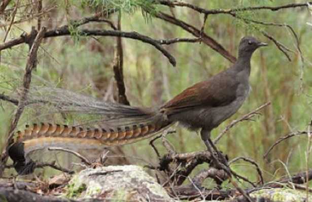 Uccello lira caratteristiche 