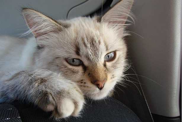 Neva Masquerade ipoallergenico Neva Masquerade ipoallergenico