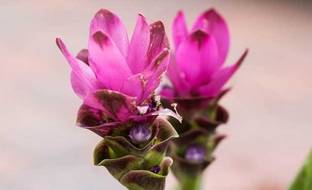 Curcuma Fiore E Suo Significato Idee Green