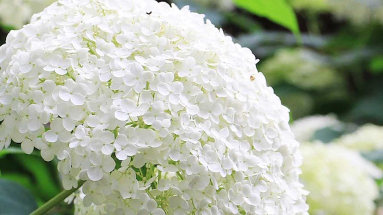 45 Fiori Bianchi Che Amerai Per Sempre Idee Green