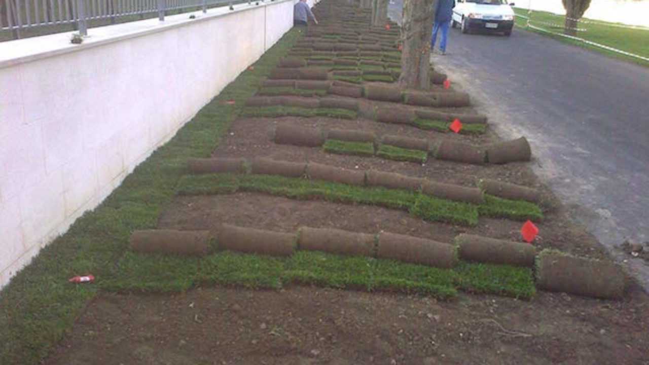 Come Posare Il Prato A Rotoli Idee Green