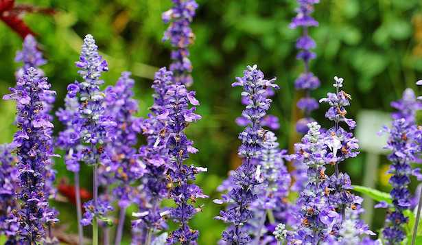 salvia ornamentale