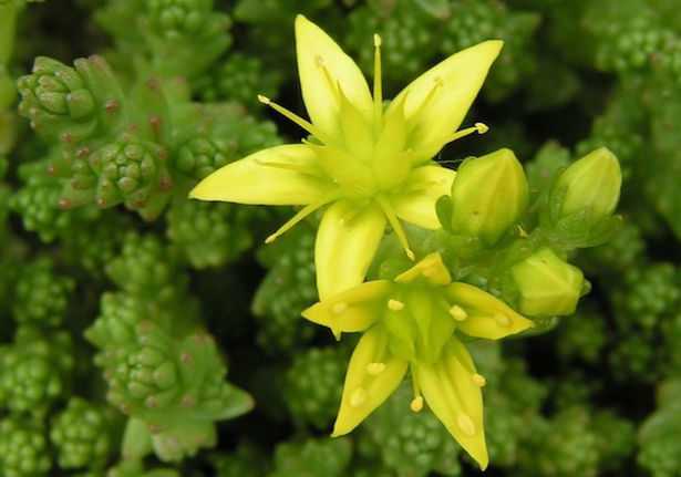 sedum pianta grassa