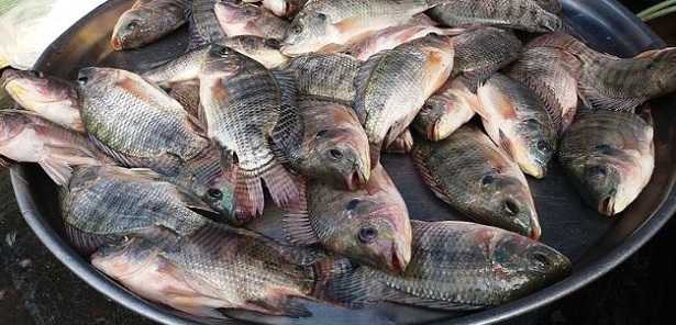 Tilapia