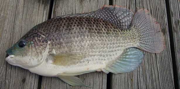Tilapia: è sicuro o può essere pericoloso?