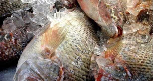 Tilapia: allevamento