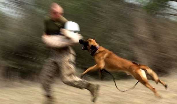 Educazione del cane: non abbaiare