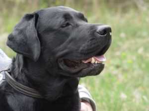 Pants Labrador in Nero