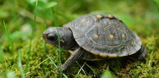 tartaruga animale domestico tartaruga animale domestico