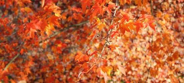 Foglie Autunnali Colori E Frasi Idee Green