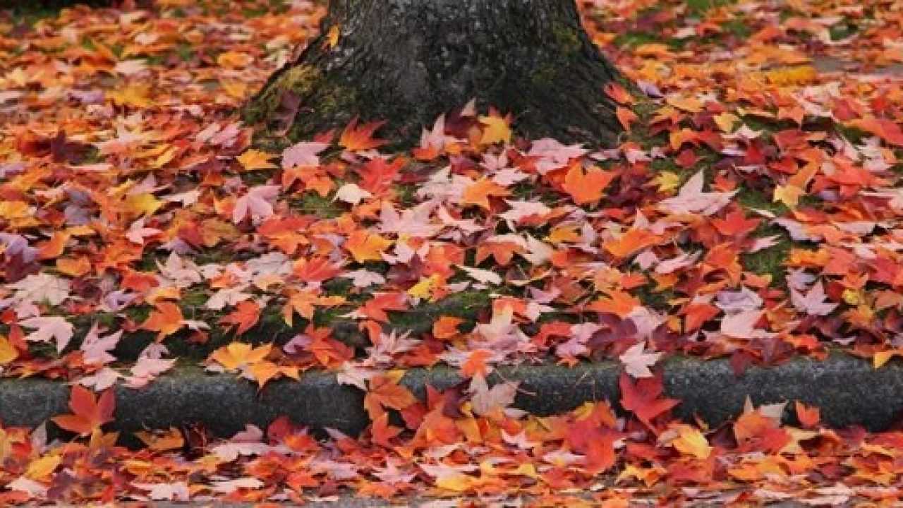 Foglie Autunnali Colori E Frasi Idee Green