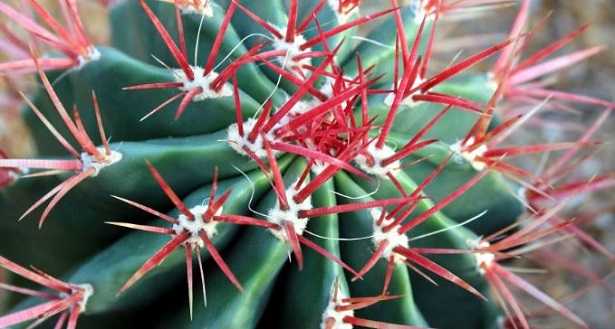 Frasi sulle piante famose Frasi sulle piante famose