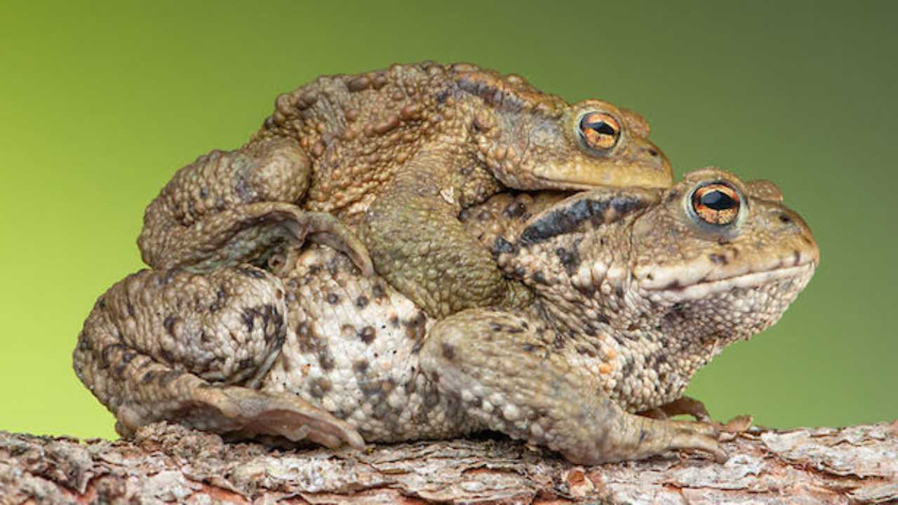 Rospo Comune Idee Green