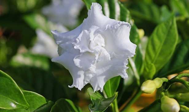 Gardenia foglie gialle