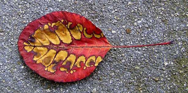 albero cotinus coggyria